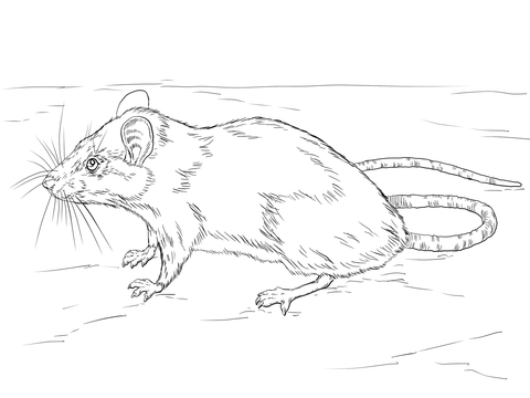 Black Rat Coloring Page